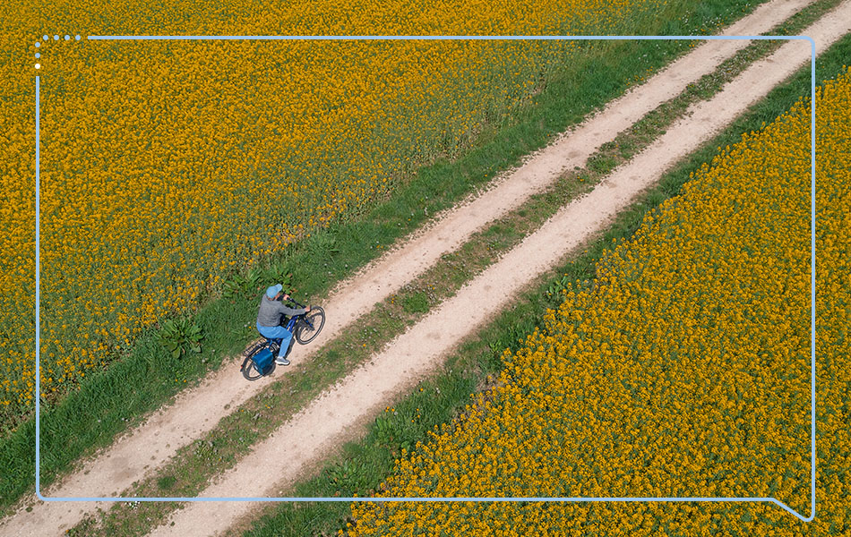  Frau fährt mit einem Fahrrad auf einem Weg durch ein gelbes Blumenfeld